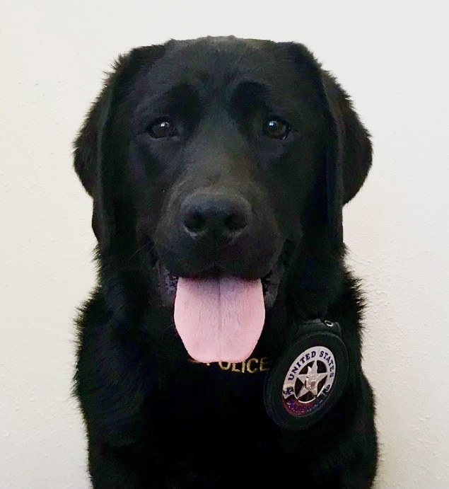 U.S. Marshals K9 - CJ
