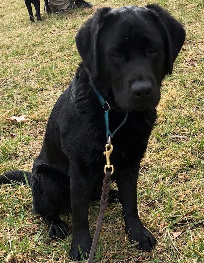 U.S. Marshals K9 - CJ