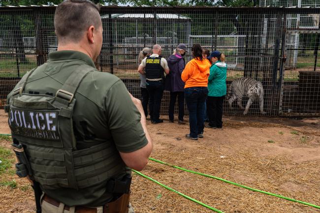 Police and people gather by a white tiger in cage